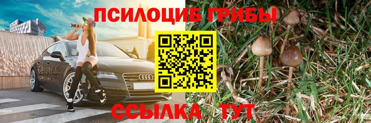 Галлюциногенные грибы Psilocybine cubensis Сосновоборск